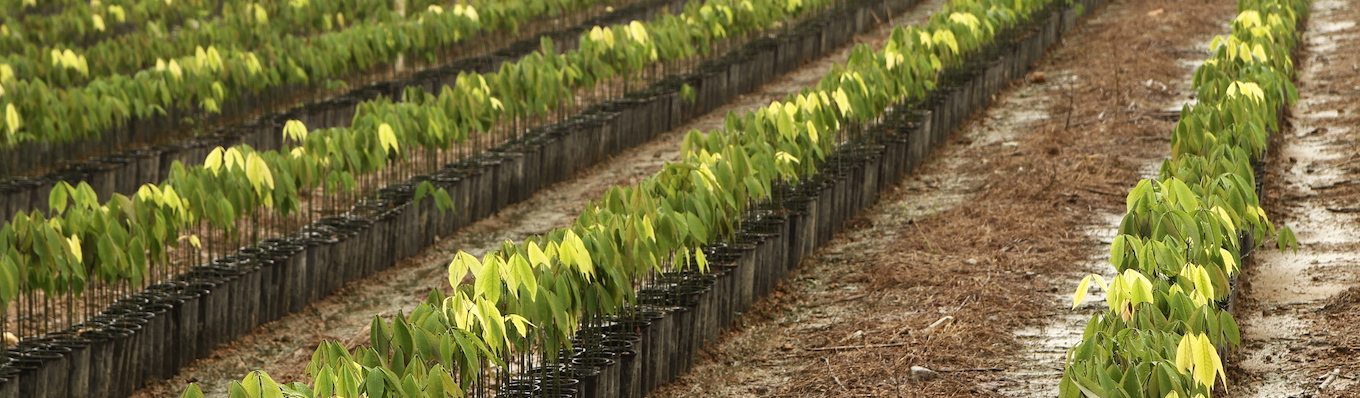  Firestone Natural Rubber provided 5.6 million free natural rubber stumps