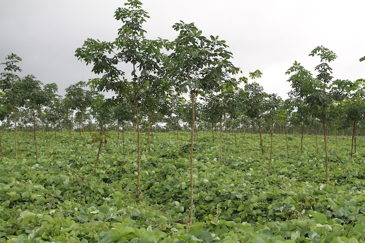 About Natural Rubber Harvesting